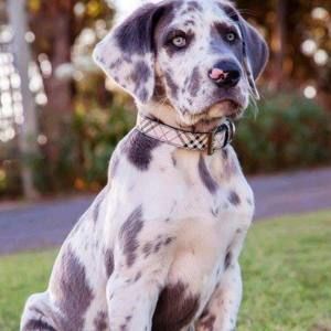 Meet your Posher, Trudy